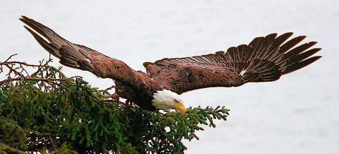 bald eagle soaring thumbnail