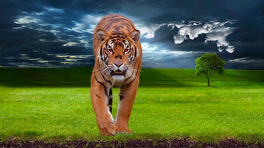 edited photo of tiger thumbnail