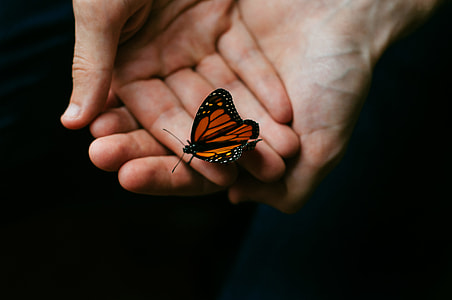 monarch butterfly thumbnail