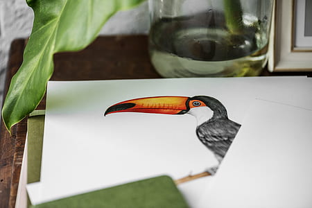 Black and White Tucan Photo thumbnail