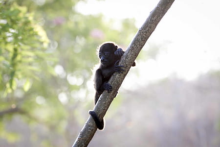 Animal Holding On Stick thumbnail