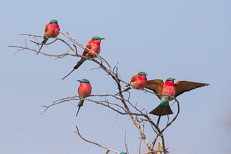 five red and blue bird standing on brown twigs thumbnail