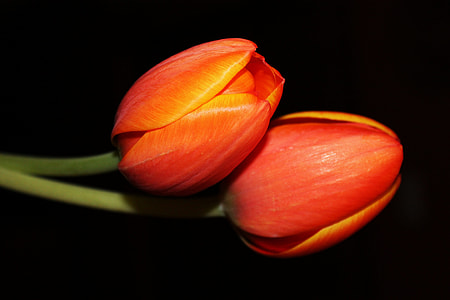 two orange Tulip flowers close-up photo thumbnail
