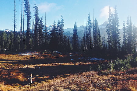 pine forest under bluesky thumbnail