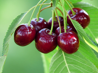 close up photo of red berries thumbnail