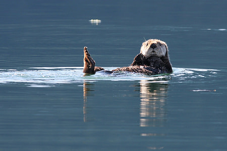 animal photography of sea lion on water thumbnail