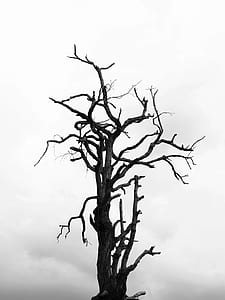 black-and-white, nature, cloudy, dry thumbnail