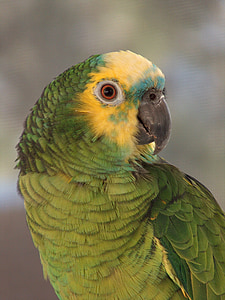 green parrot in shallow-focus shot thumbnail