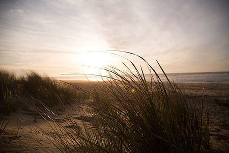 silhouette of grass beside seashore thumbnail