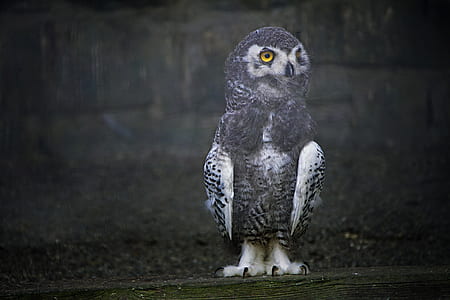 gray and black owl thumbnail