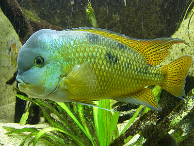 gray and beige pet fish thumbnail