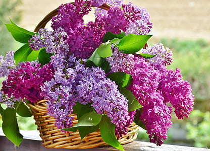 purple petaled flowers in basket thumbnail