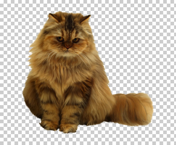 Pet Sitting Persian Cat Dog Kitten Dog Png Clipart Free