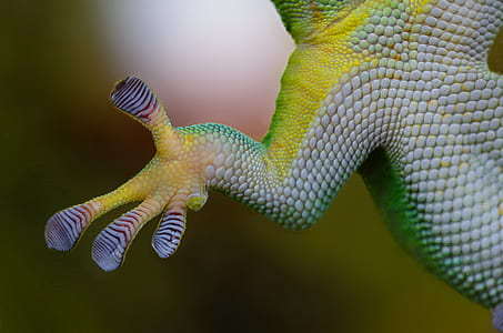 animal, glass, green, lizard thumbnail