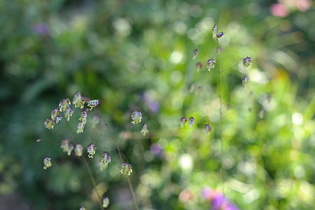 bokeh photography of green leafed plants thumbnail