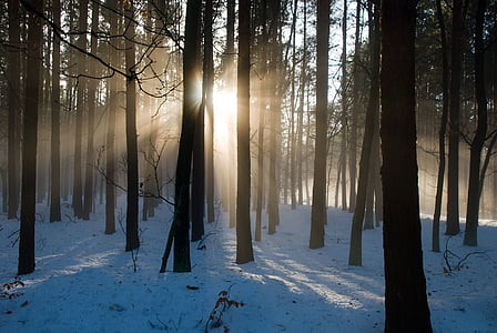 brown trees covered with snow thumbnail