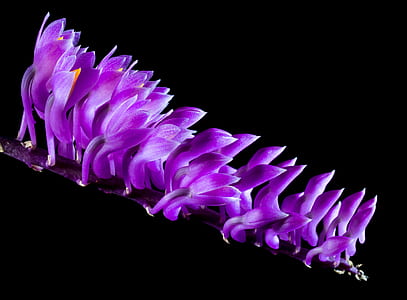 bloomed purple mushrooms thumbnail
