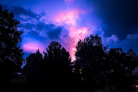 trees under purple and pink sky thumbnail