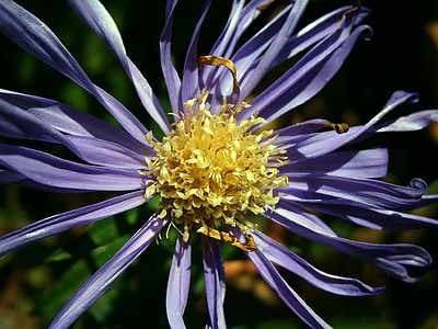 yellow and blue flower thumbnail