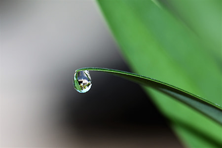 green leaf plant with water dew thumbnail