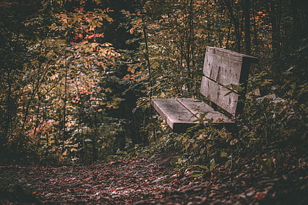bench surrounded with trees thumbnail