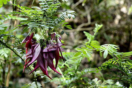 shallow focus photography of purple plant thumbnail