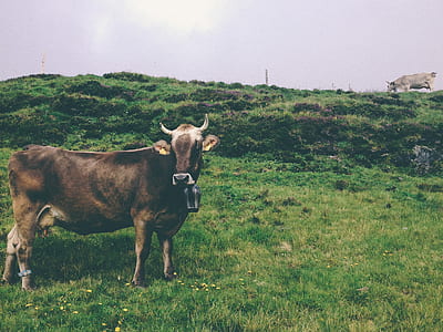 brown and white cattle thumbnail