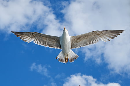 white bird during daytime thumbnail