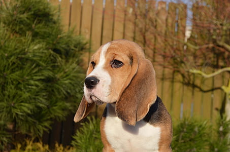 adult beagle next to green leafed plants thumbnail