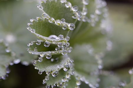 close-up photo of water drops thumbnail