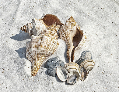 four brown-and-white conch shells and assorted scalloped shells on top of brown sand thumbnail