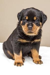 shallow photography of black and mahogany Rottweiler puppy thumbnail