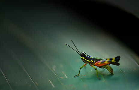 selective focus photo of green, black, and yellow insect thumbnail