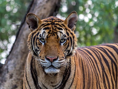 Tiger photo thumbnail