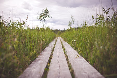 tilt shift lens photo of brown bars and green grasses thumbnail