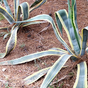 Snake Plants thumbnail