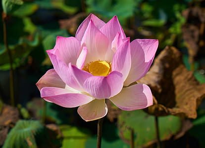 nature, garden, petals, blur thumbnail