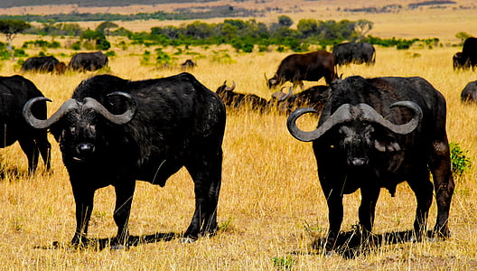 black wildebeests on green grassland thumbnail