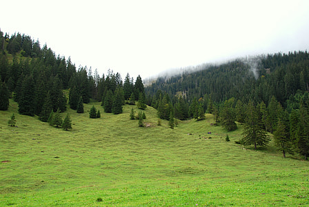 green mountain with bunch of pine trees thumbnail