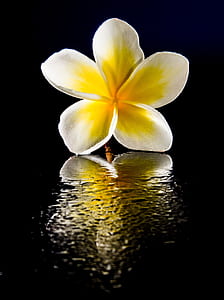 yellow flower on black surface thumbnail