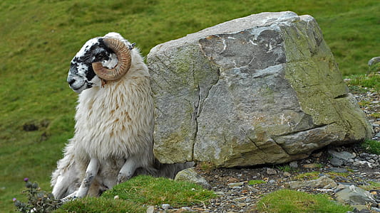 brown and black ram beside gray concrete rock thumbnail