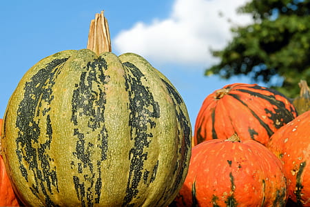 green and orange pumpkins thumbnail