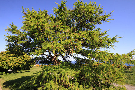 green leafed tree thumbnail