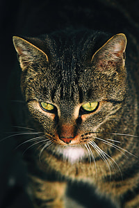brown tabby cat closeup photography thumbnail
