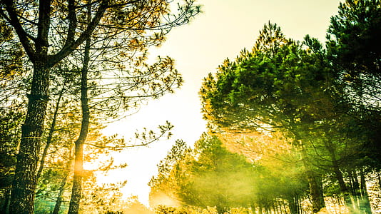 Green Trees during Golden Hour Photography thumbnail