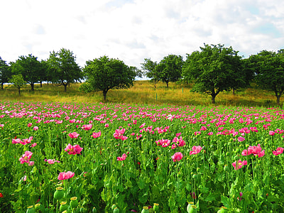 landscape photo of pink poppy flower field during daytime thumbnail