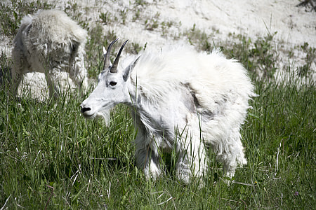 white mountain goat on grass thumbnail