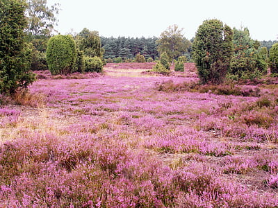 field of pink flowers near forest thumbnail