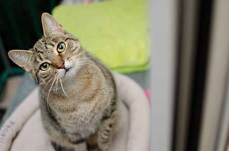 brown and gray tabby cat sitting on white cat bed thumbnail