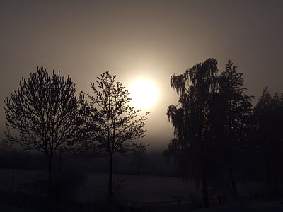 black tree during day time thumbnail